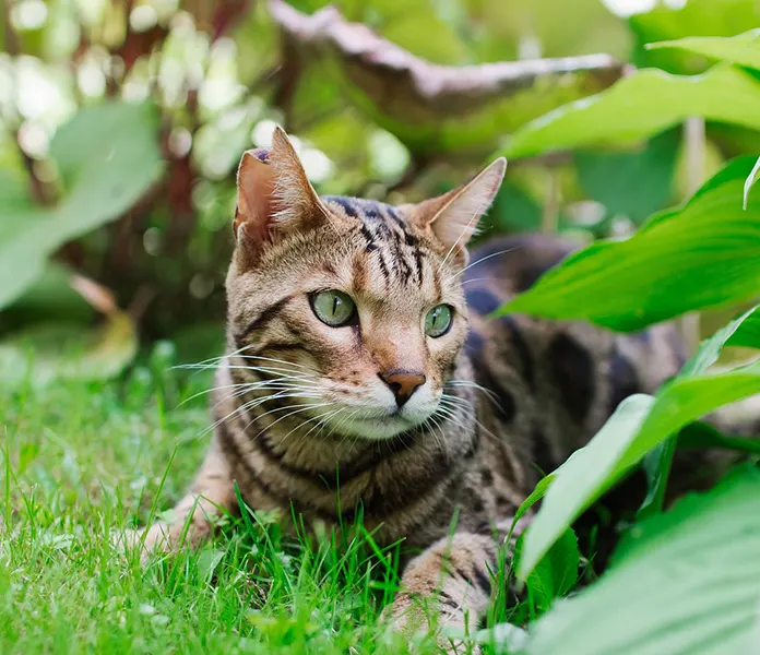 Bengal kitten