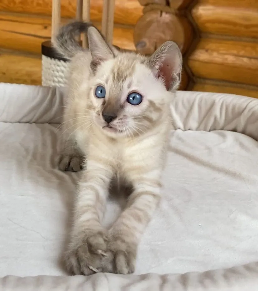 Andi