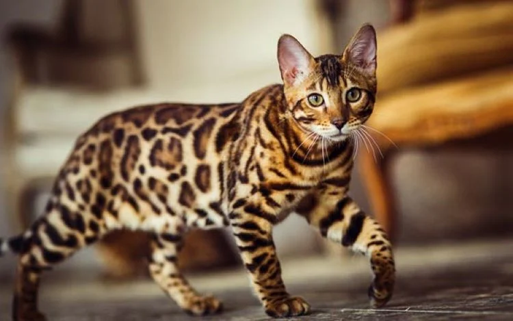Bengal Kitten