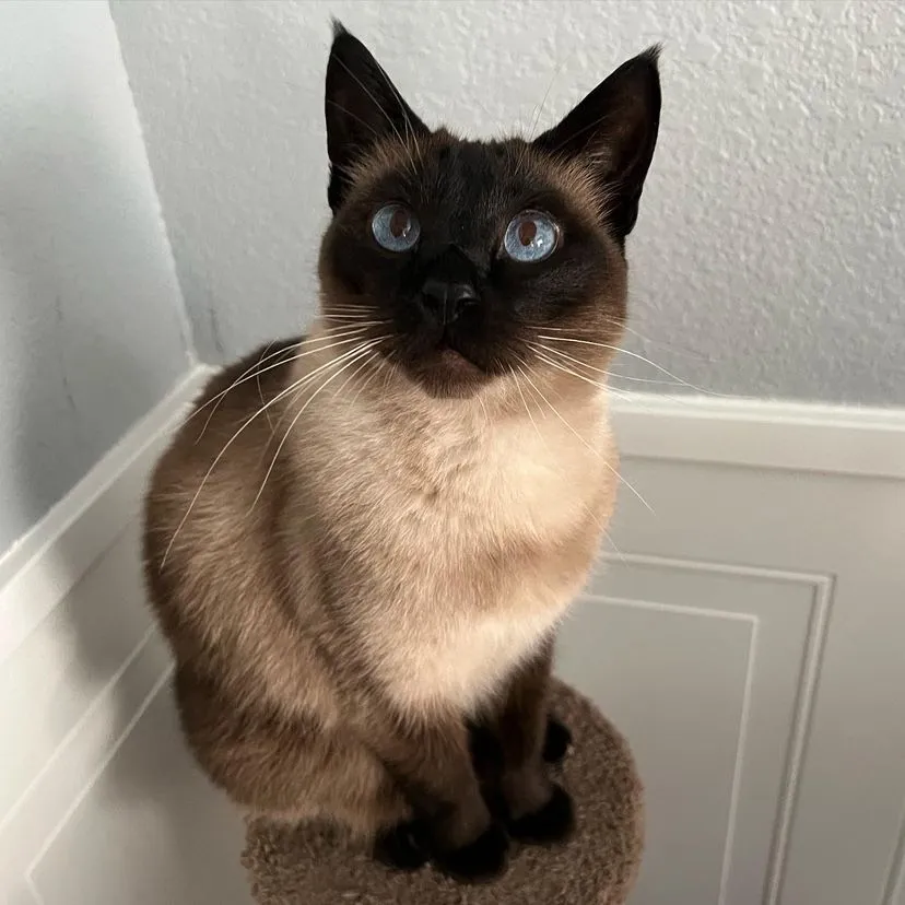 Gina