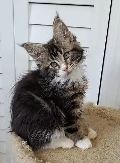 Maine Coon Kitten