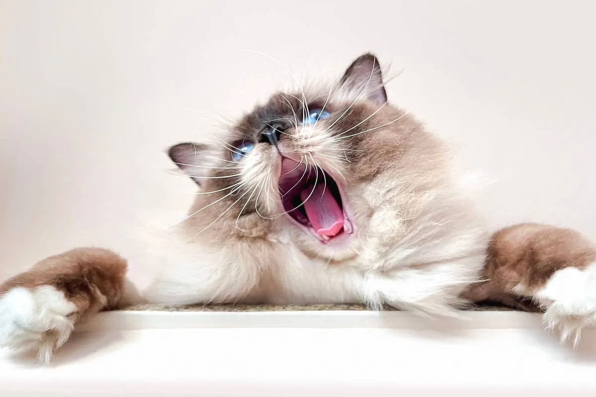 Ragdoll Kitten