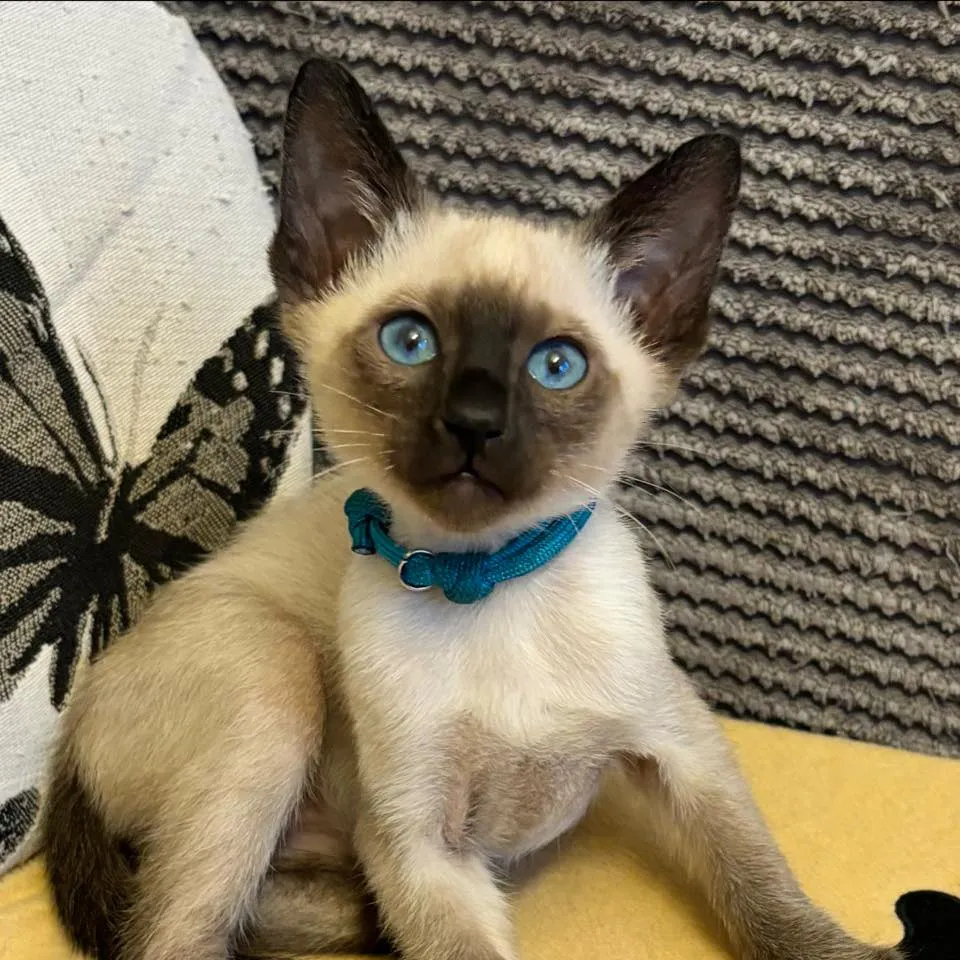 Siamese Kitten