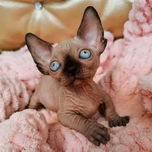 Sphynx Kitten