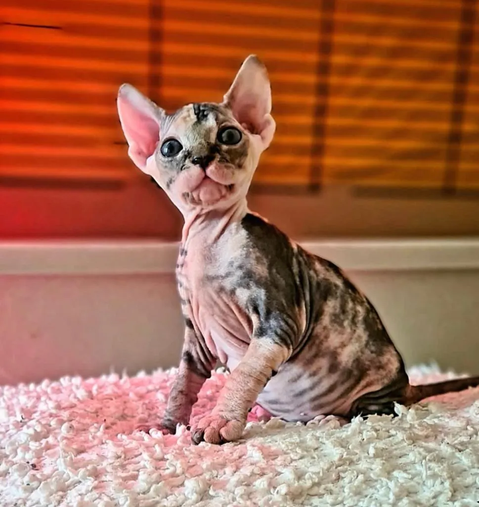 Timo